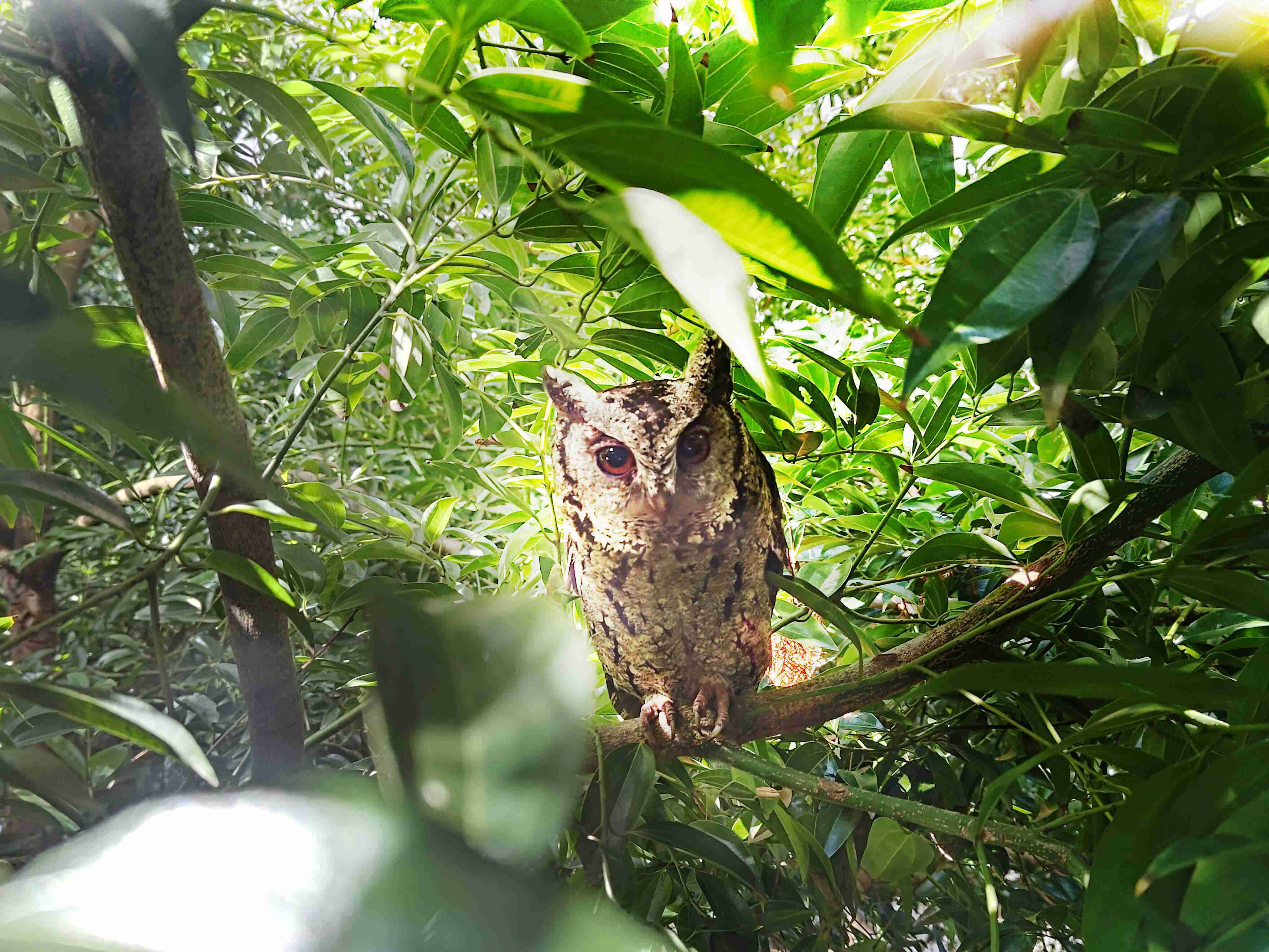 CG电子致力提倡净零绿生活，，，16年以来在全球各厂区植树逾百万棵，，造就各厂区树木蔚然成林，，，犹如森林工厂，，成为许多生物的栖息地